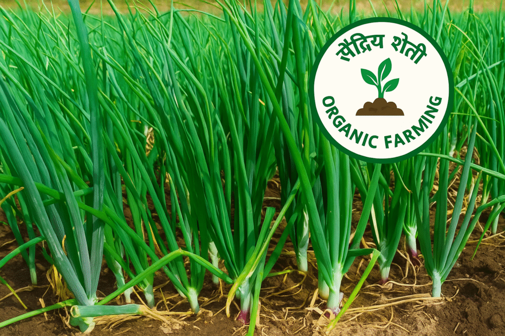 ONIONS FARMING AGRICULTURE